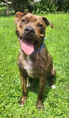 adoptable Dog in Royal Palm Beach, FL named Baxter