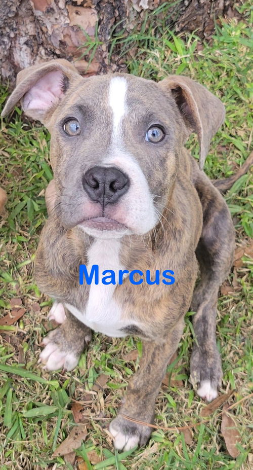 Marcus