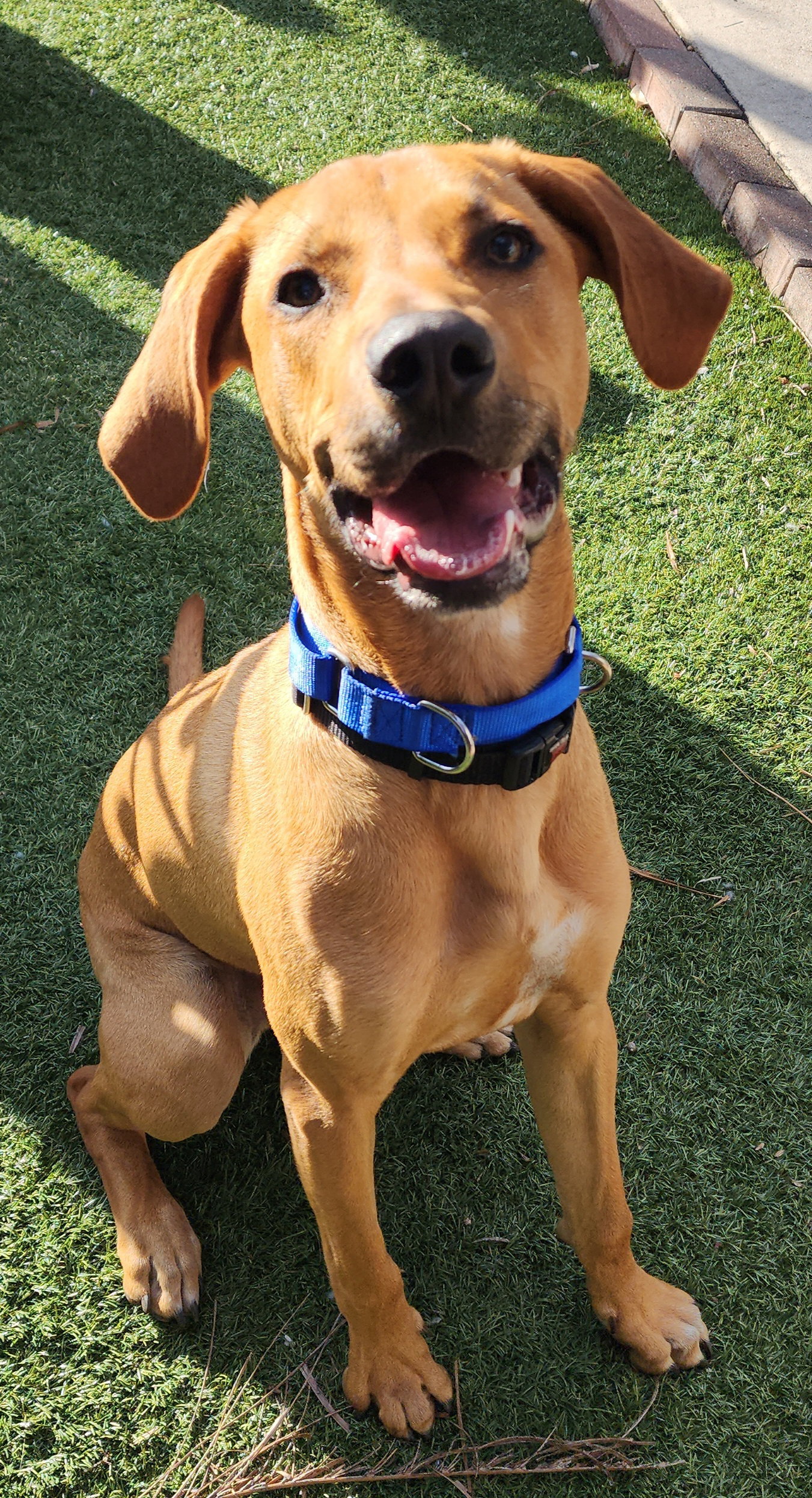 Dog for Adoption - Jasper, a Rhodesian Ridgeback in Southwest Ranches ...