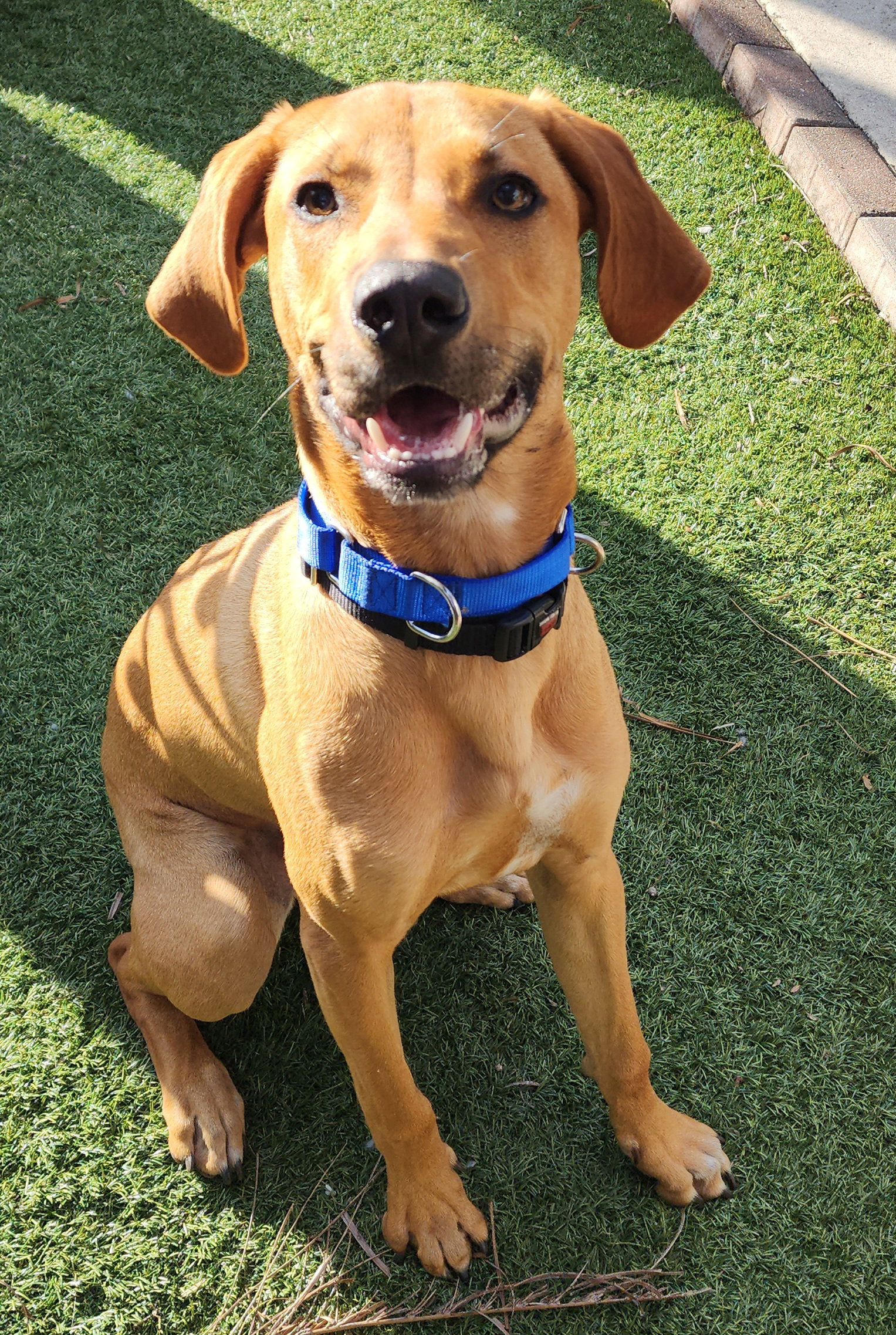 Dog for Adoption Jasper, a Rhodesian Ridgeback in West Palm Beach, FL Alpha Paw