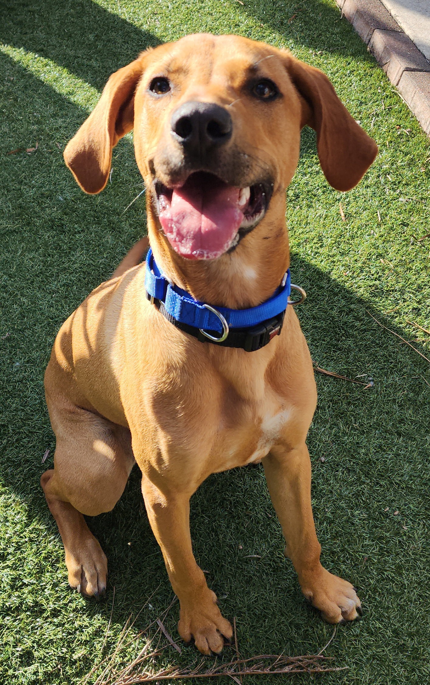 Dog for Adoption - Jasper, a Rhodesian Ridgeback in Southwest Ranches ...