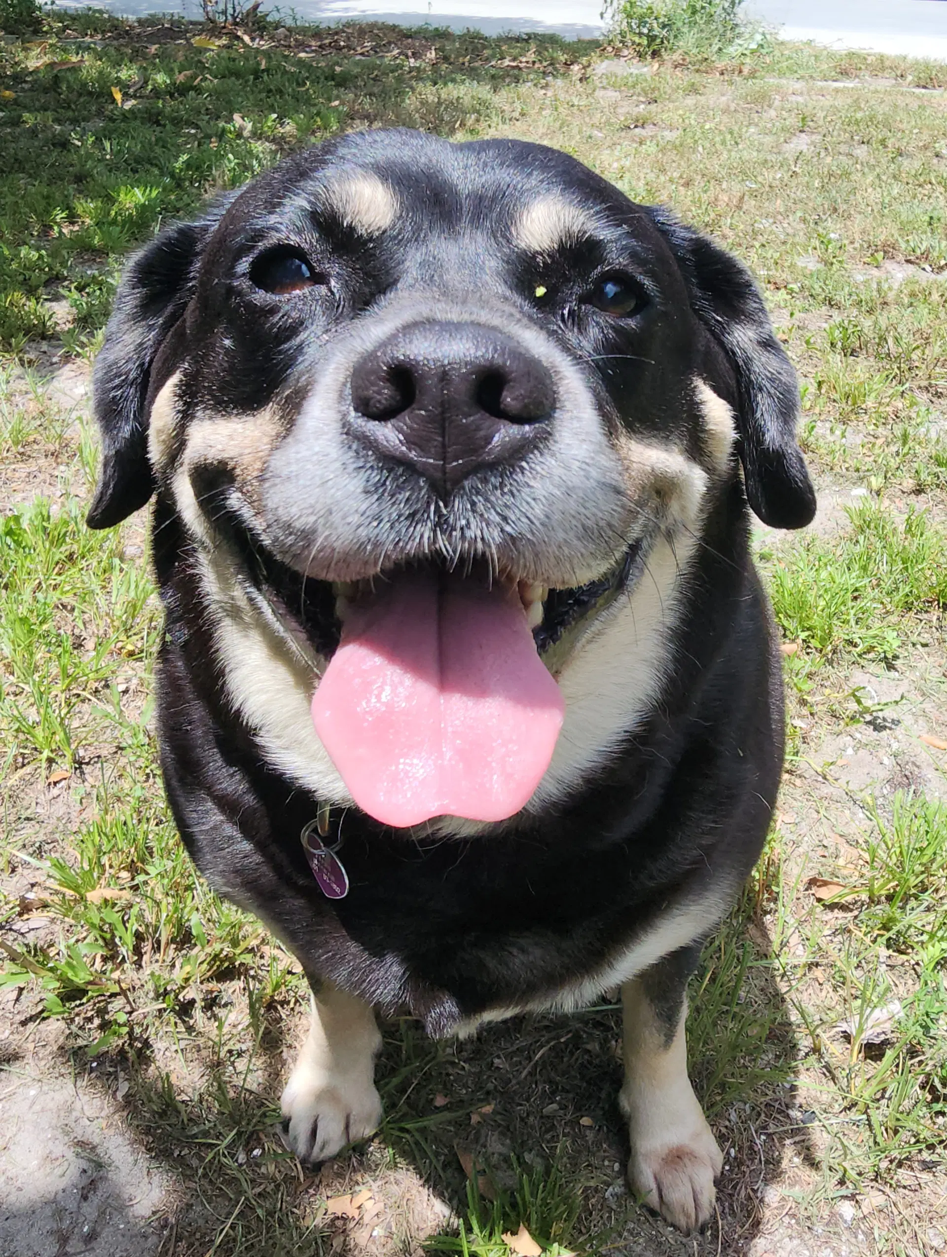 Georgia Ii - Labrador Retriever