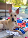 Chico