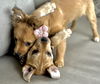 Posy