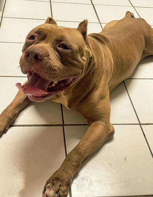 Brutus