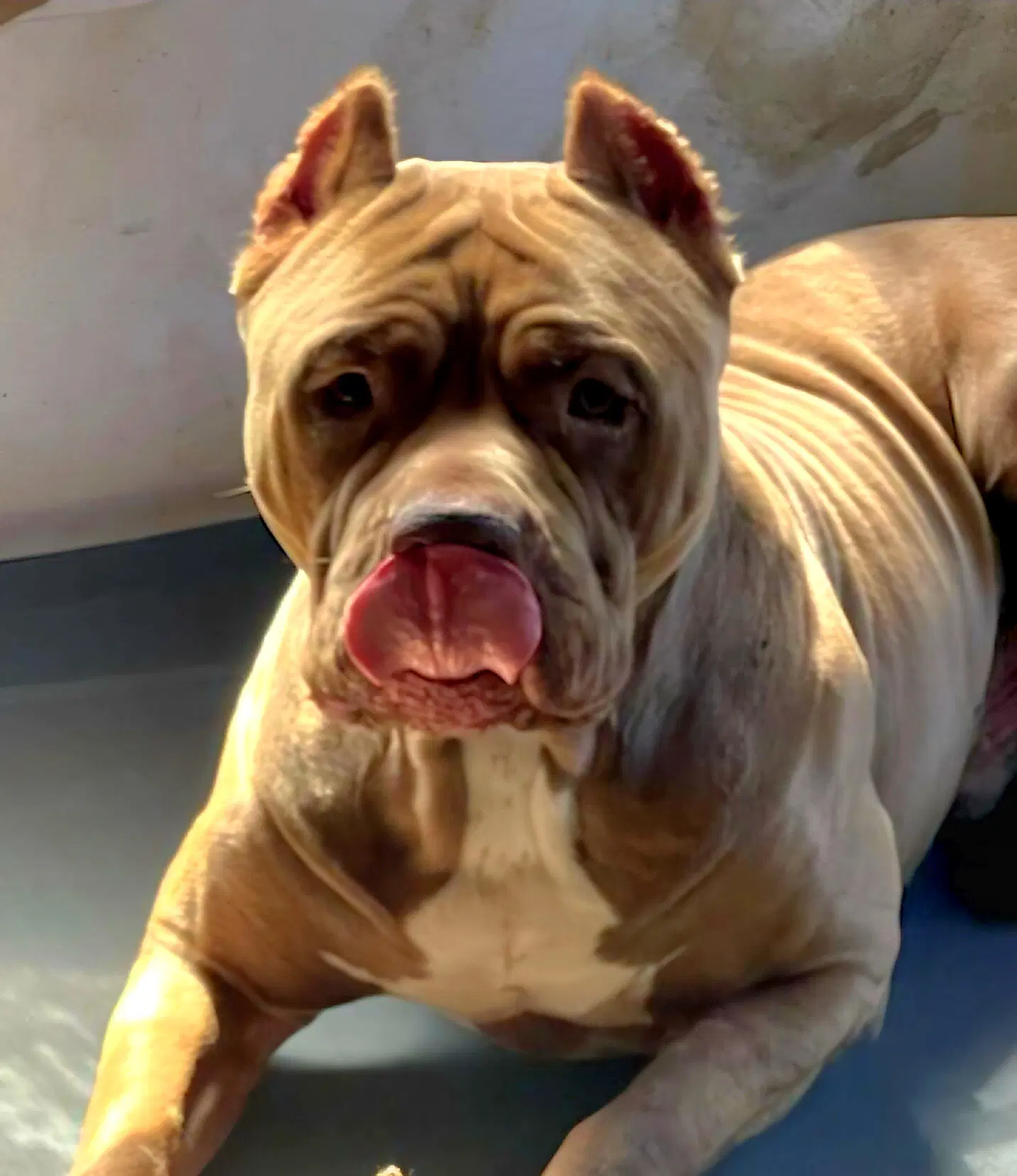 Brutus - American Bulldog