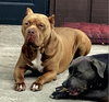 Brutus - Photo 2