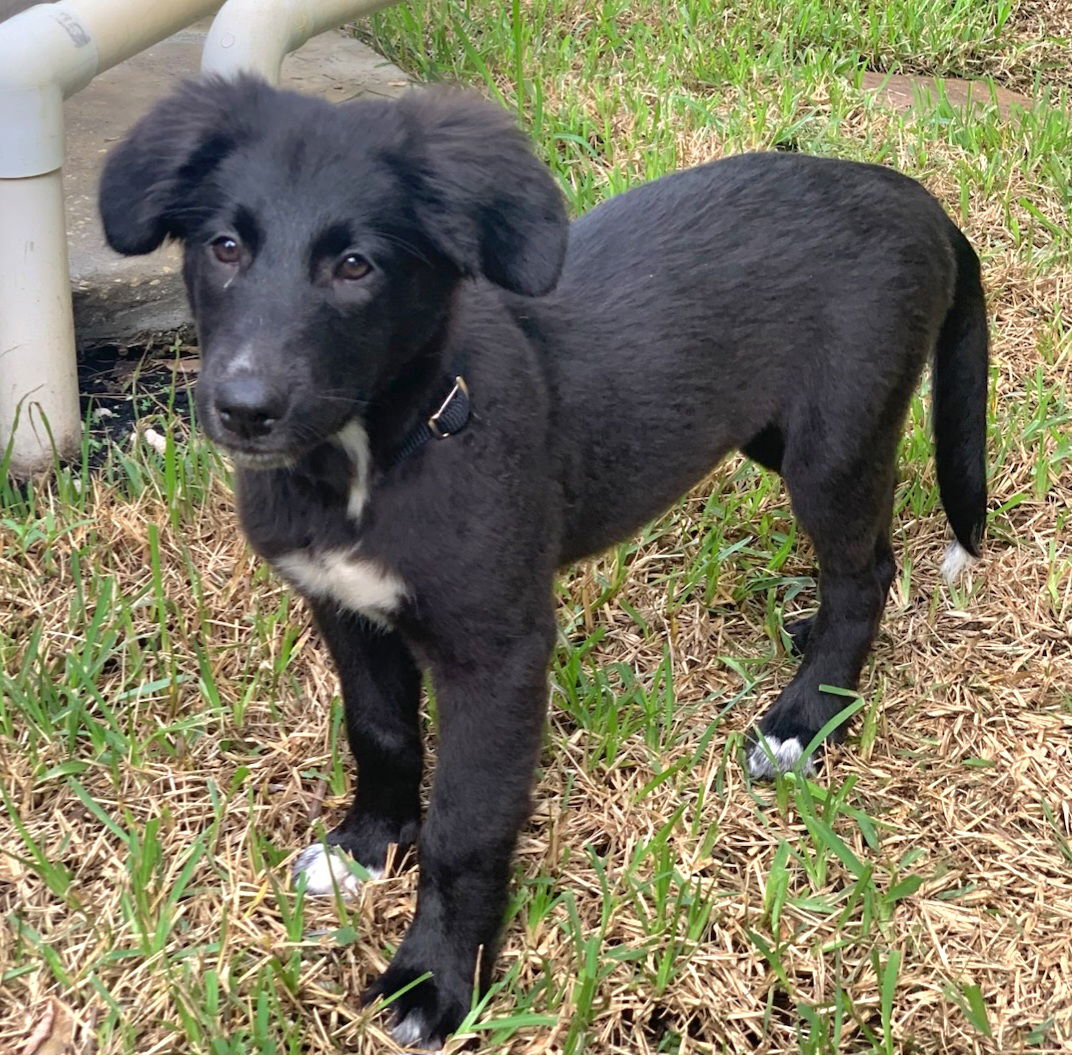 adoptable Dog in Royal Palm Beach, FL named Quisp