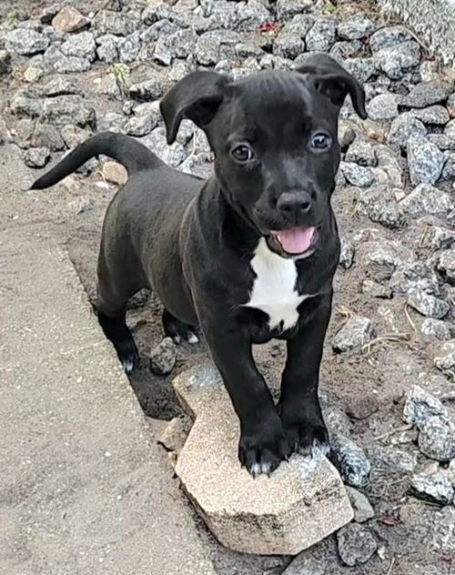 Elphie