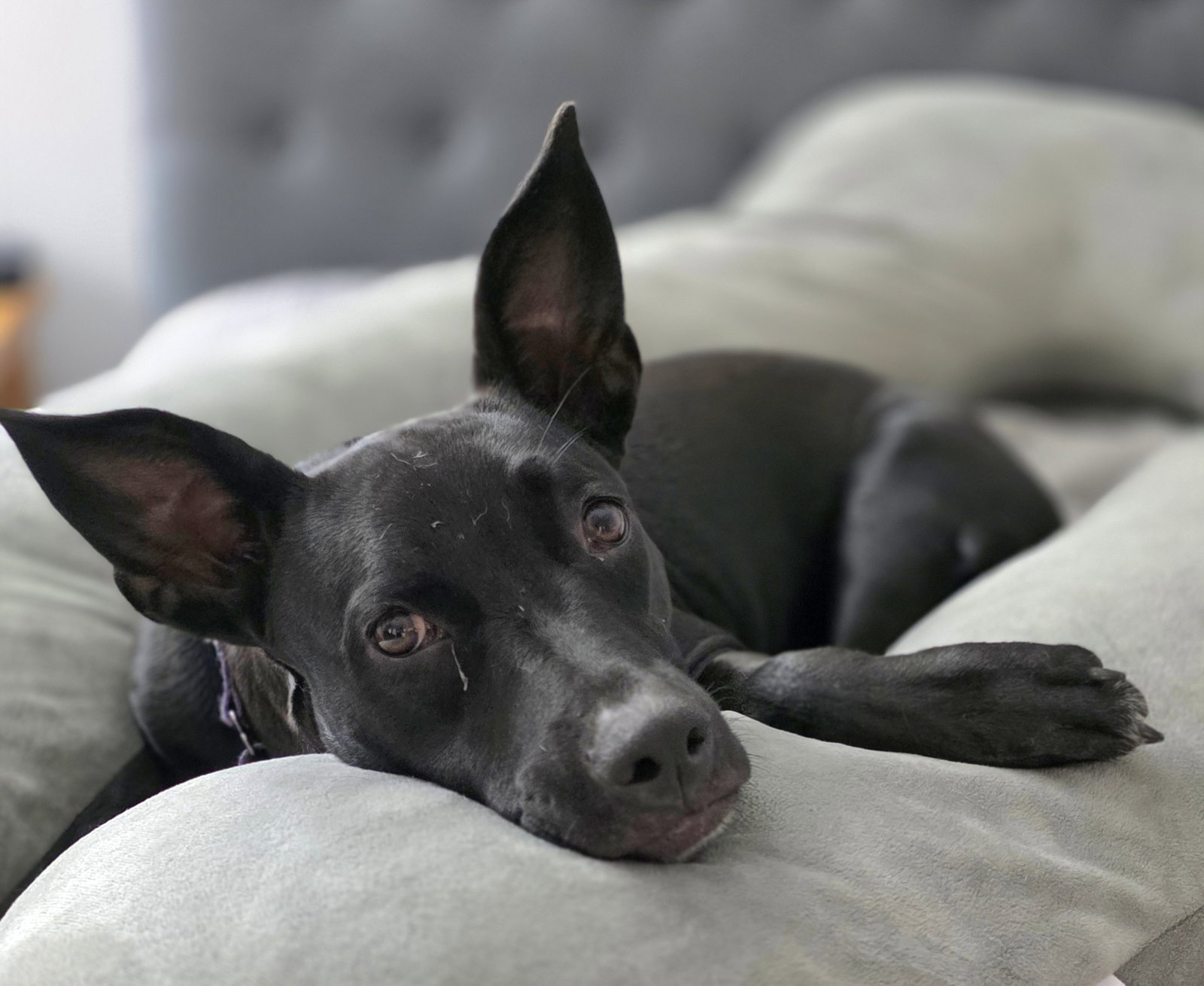 Elphie