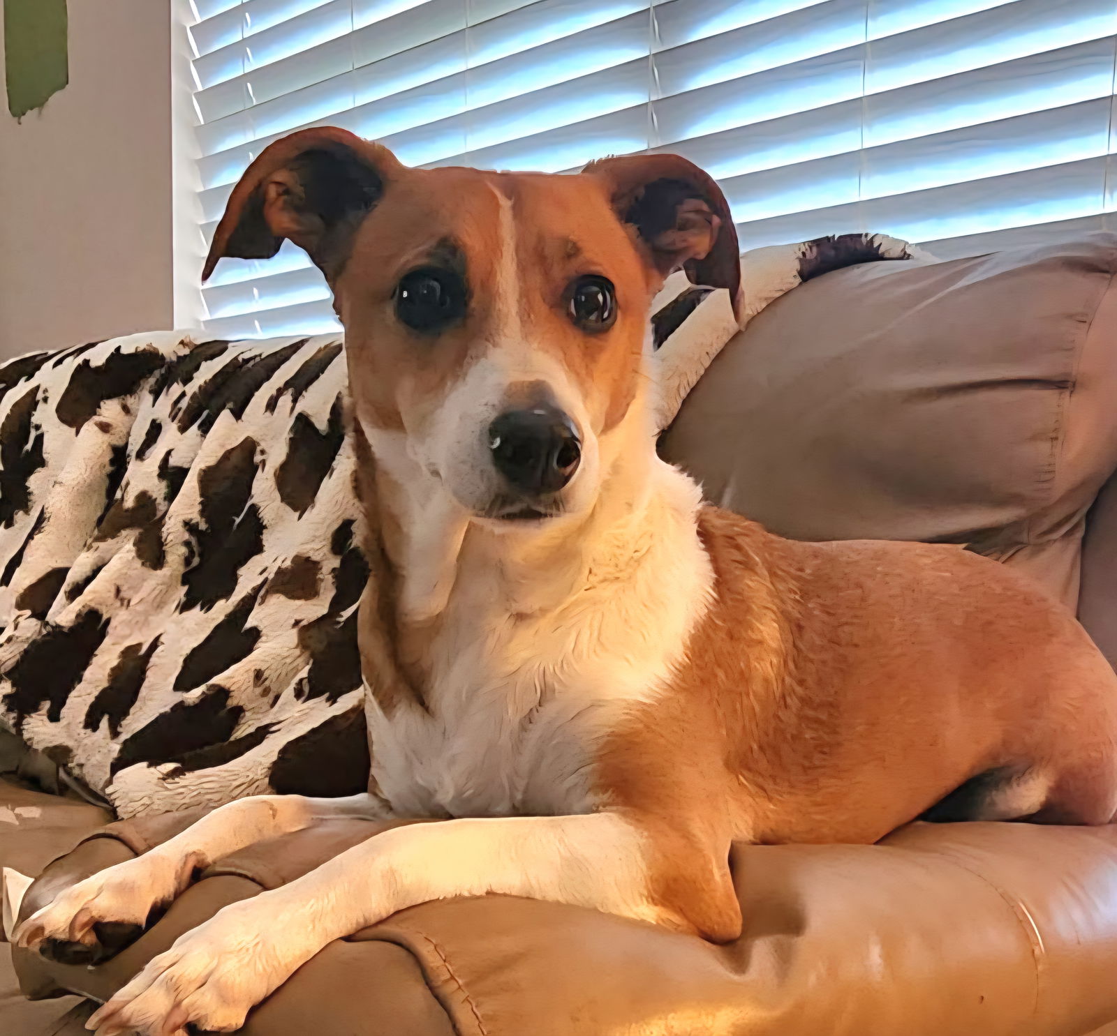 adoptable Dog in Royal Palm Beach, FL named Juicy