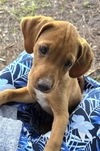 Homely Hound #2