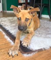 Chipper