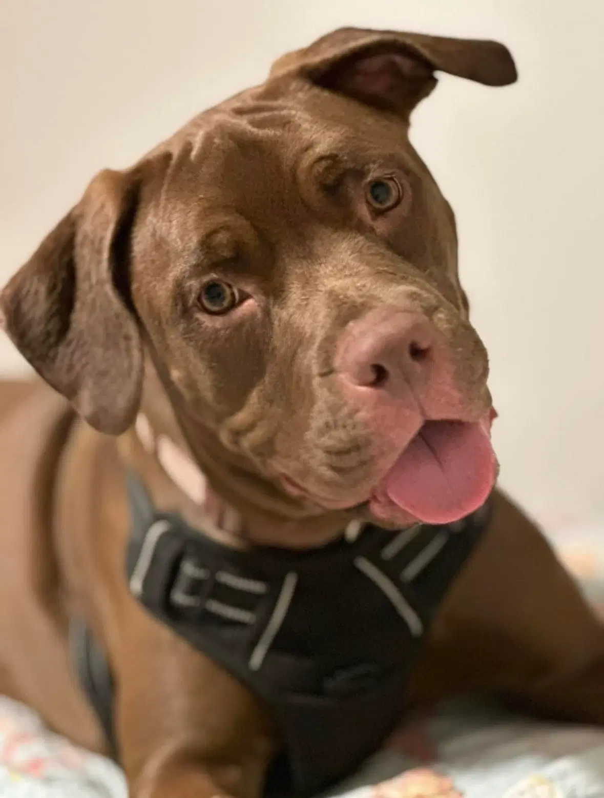 Honey Bee - American Pit Bull Terrier