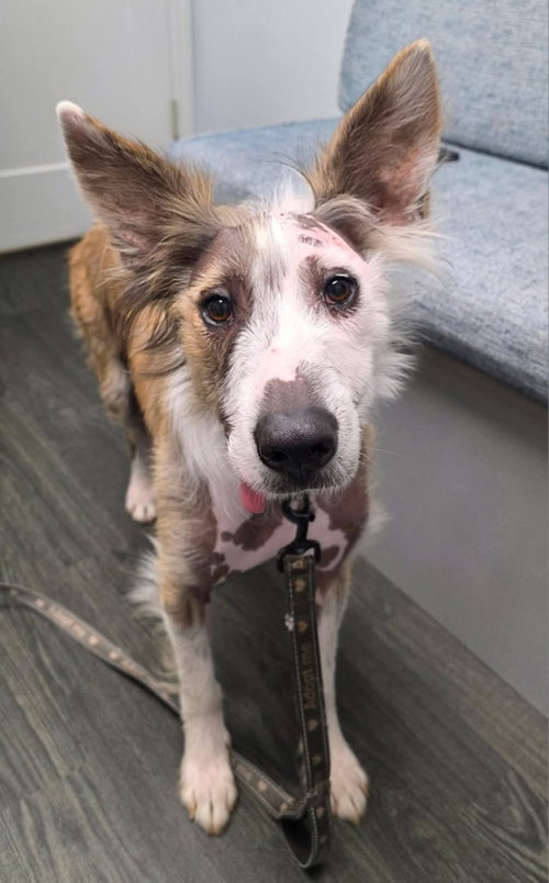 Frankie, an adoptable Terrier in Royal Palm Beach, FL