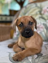 Athena