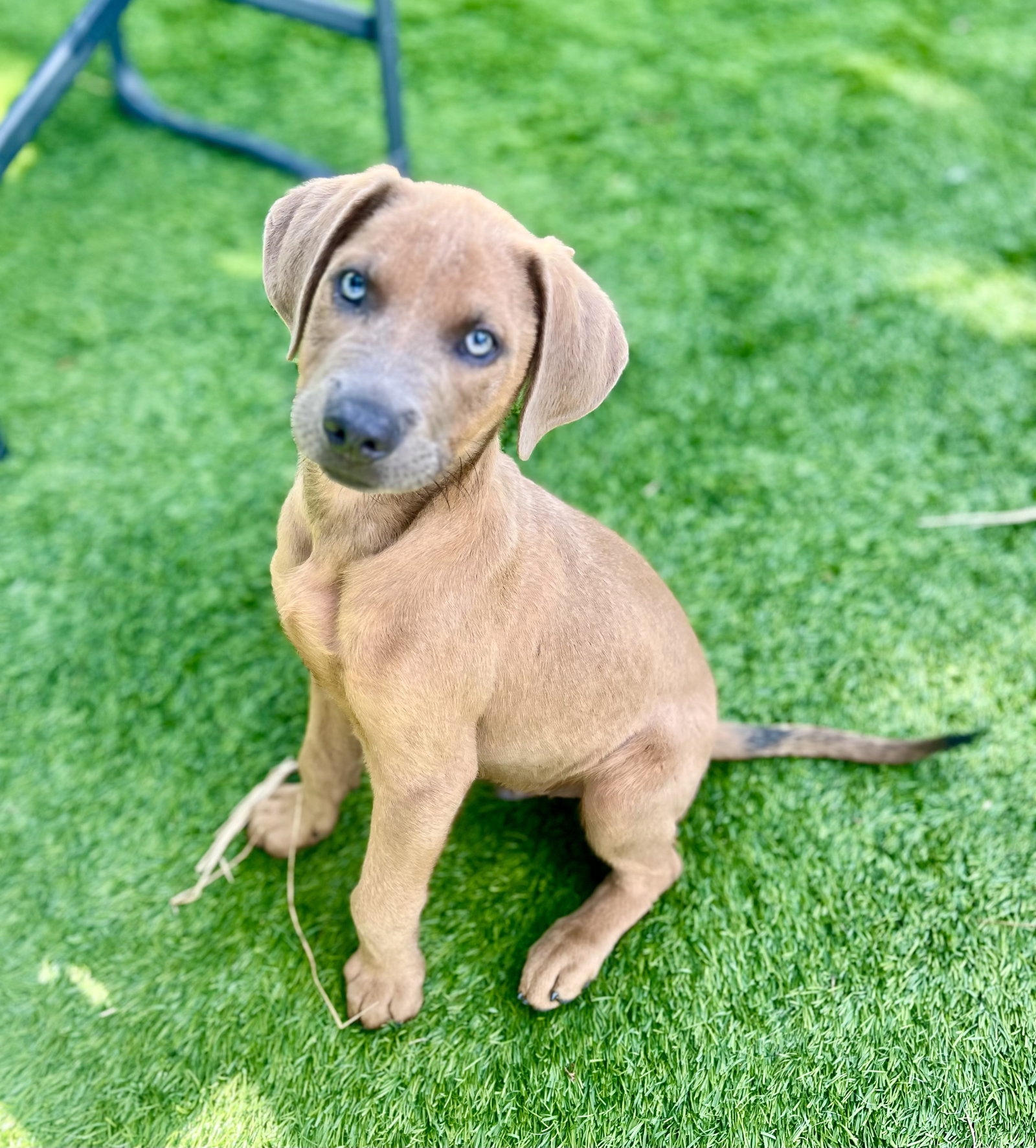 Apollo