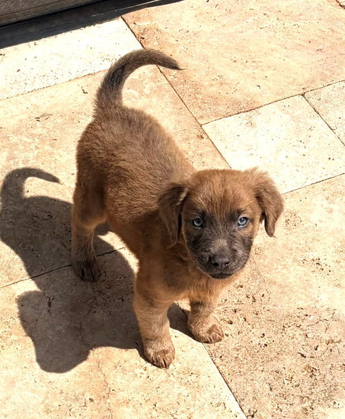Axel