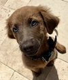 Axel