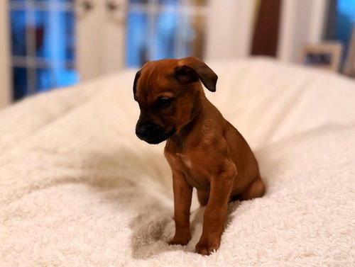 Arlo