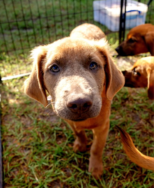 Arlo, an adoptable Labrador Retriever in Royal Palm Beach, FL