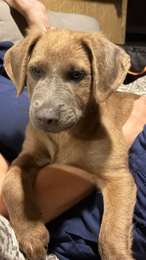 Arlo