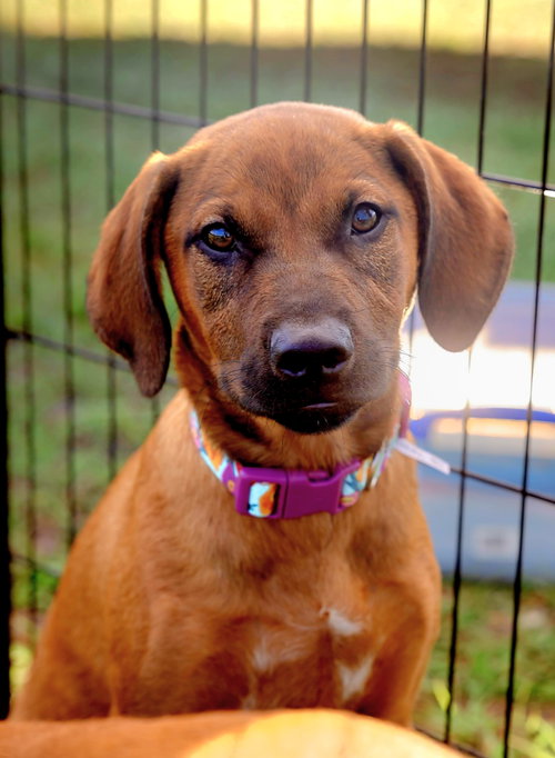 Aria, an adoptable Labrador Retriever in Royal Palm Beach, FL