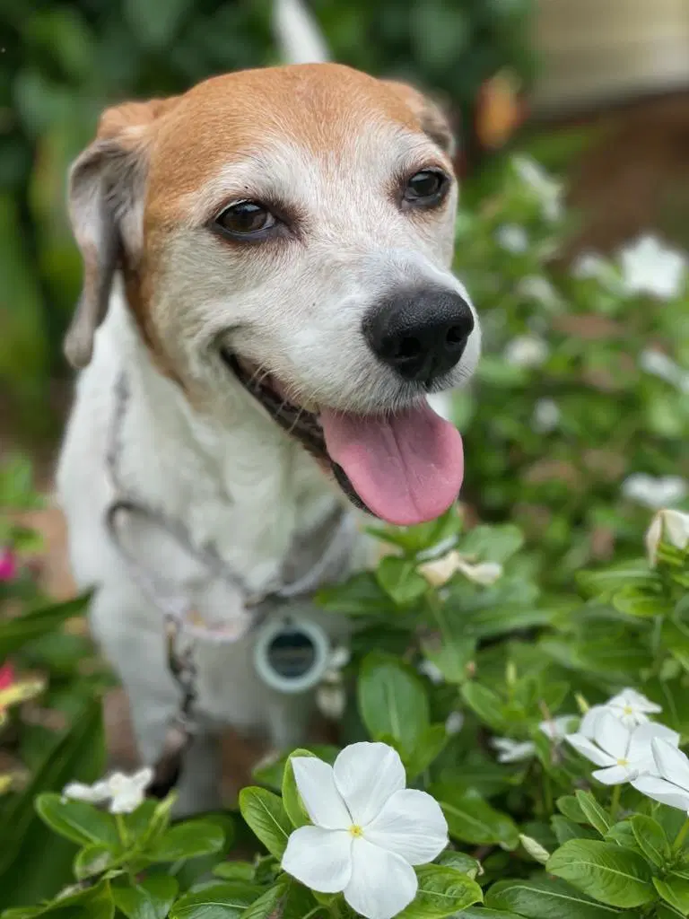 Hattie - Beagle