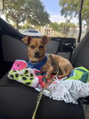 Nacho