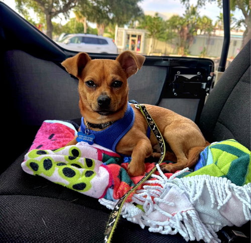 Nacho, an adoptable Chihuahua in Royal Palm Beach, FL
