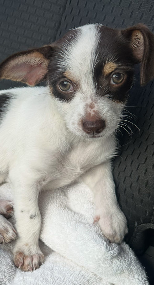 Brownie, an adoptable Chihuahua in Royal Palm Beach, FL