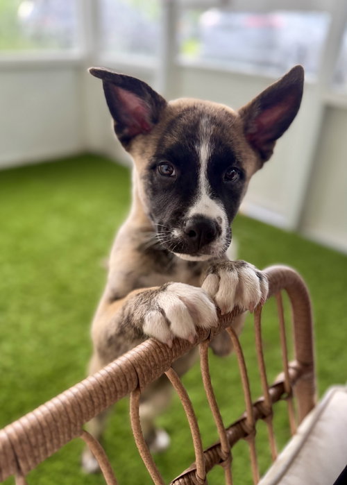 Jack, Hound / Mixed