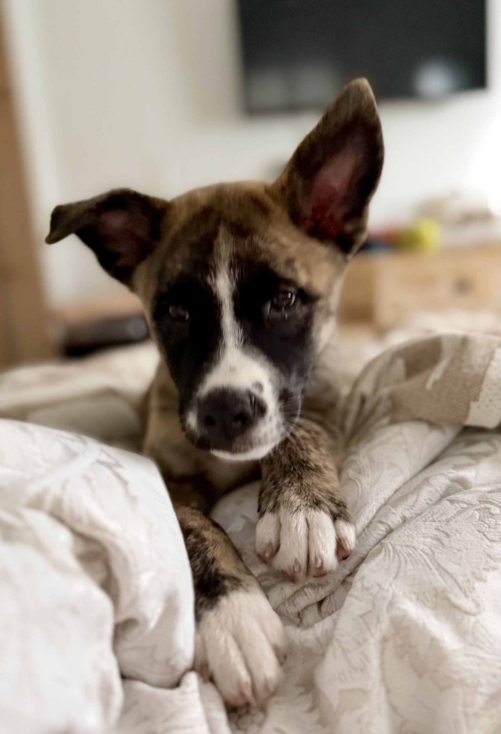 Jack, photo 3