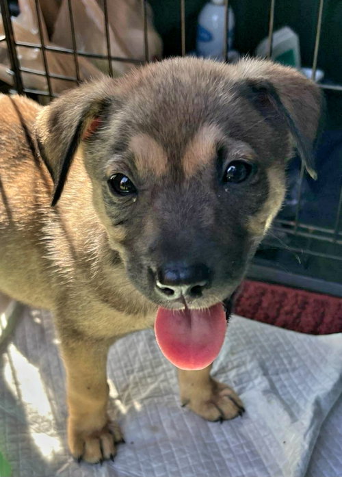 Betsy, a dog for adoption from All For One Pet Rescue, Inc.