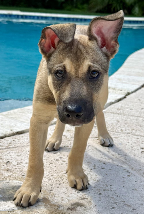 Betsy, Hound / Mixed