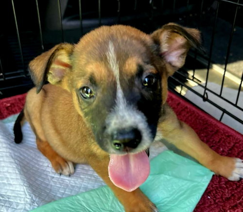 Brian, a dog for adoption from All For One Pet Rescue, Inc.