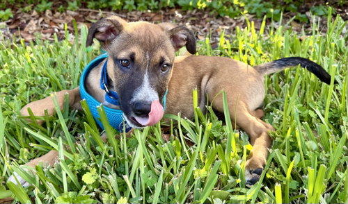 Bryan, Hound / Mixed