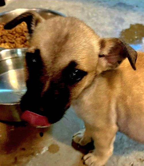 Bass, a dog for adoption from All For One Pet Rescue, Inc.