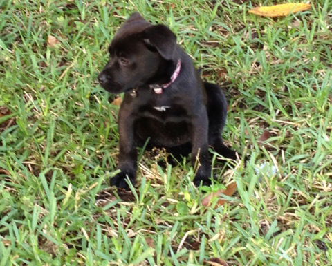 CiCi