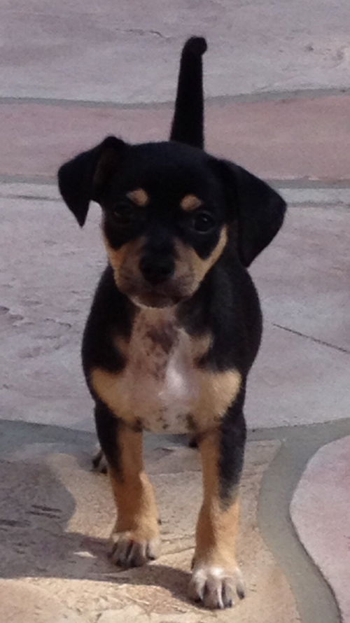 Molly