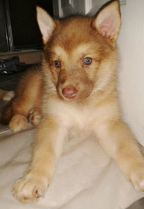 Ginger