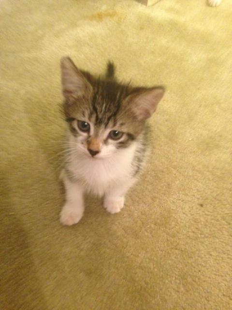 Molly