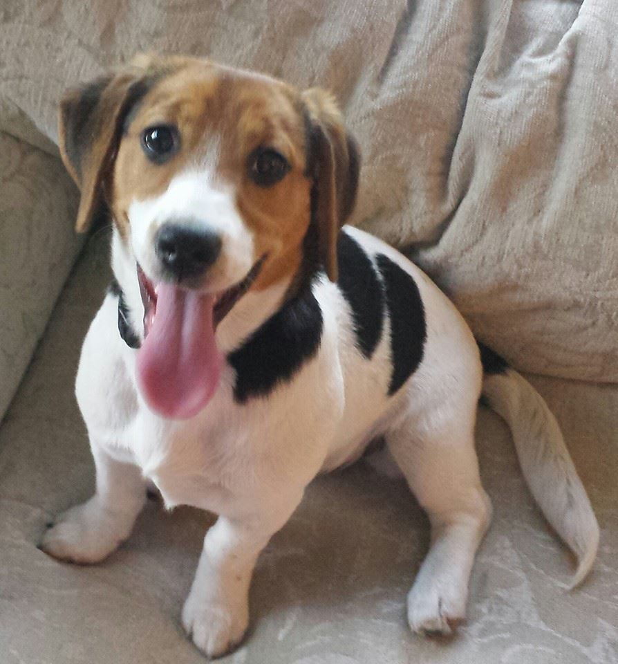 Feist beagle best sale mix puppies