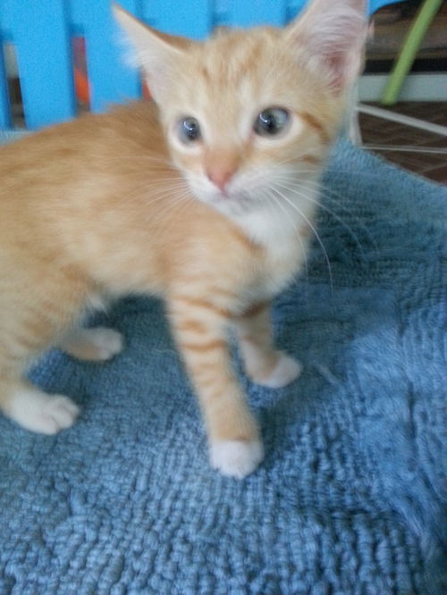 Cheeto