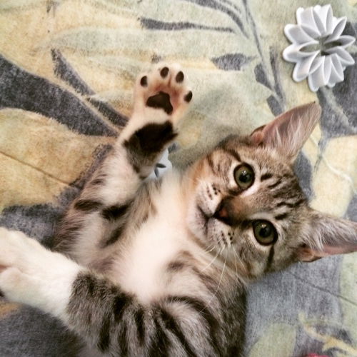 Kit Kat