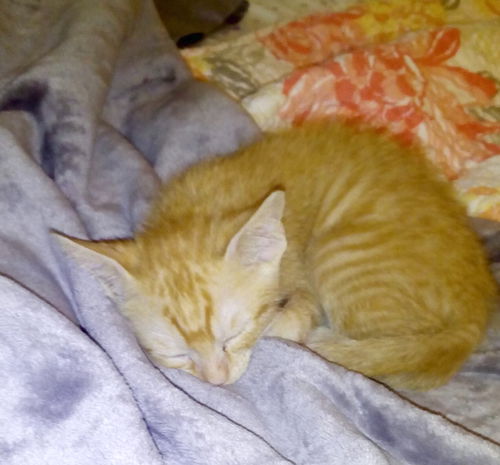 Morris