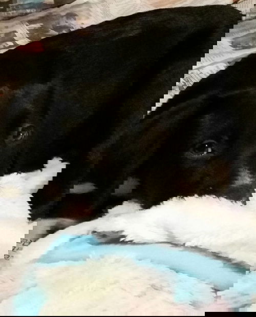 Oreo