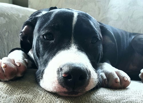 Capone