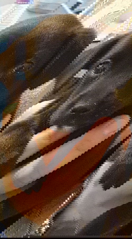 Noel