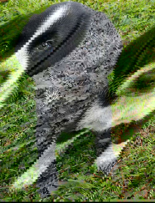 Oregano